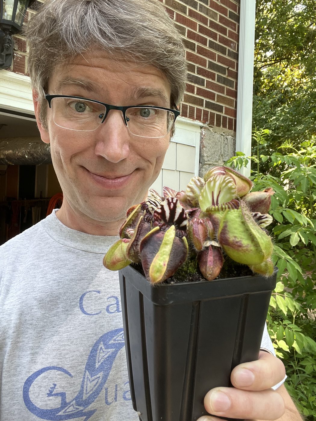 Will holding a Cephalotus in a black pot