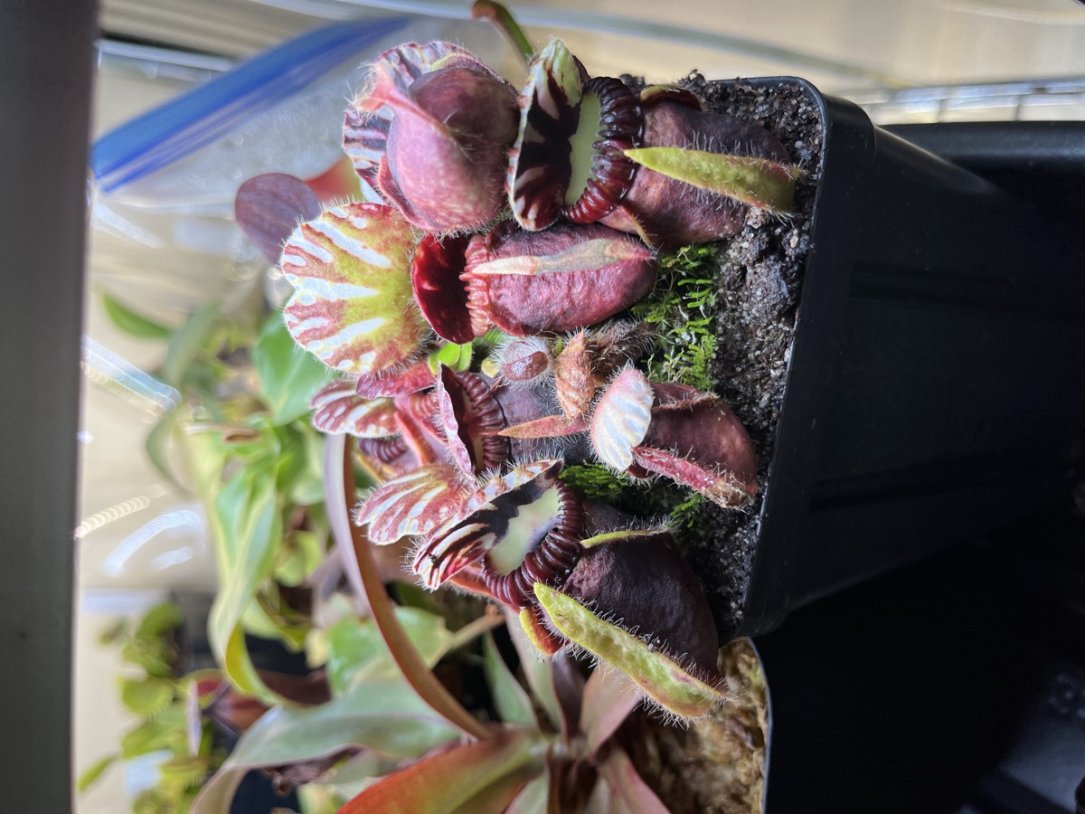 Cephalotus follicularis — Albany pitcher plant
