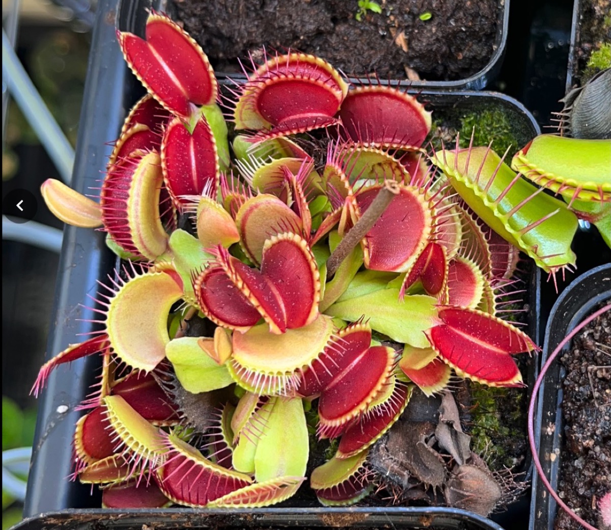 The parent Venus flytrap before division, September 12, 2025