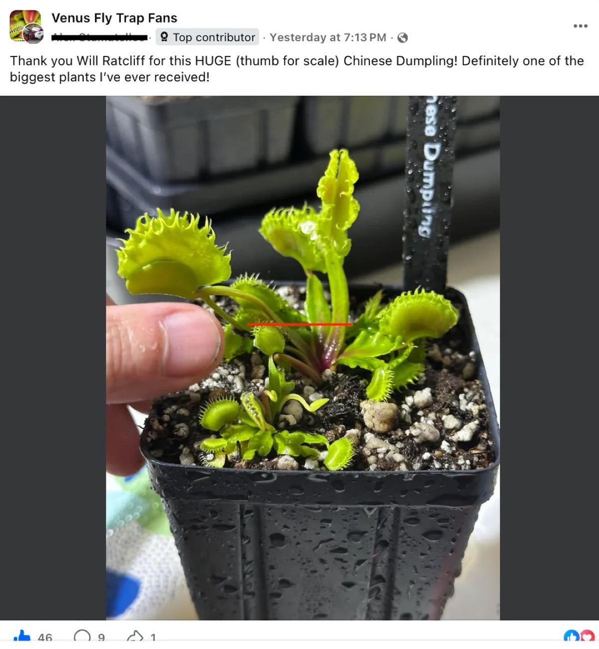 Chinese Dumpling Venus Flytrap received by customer