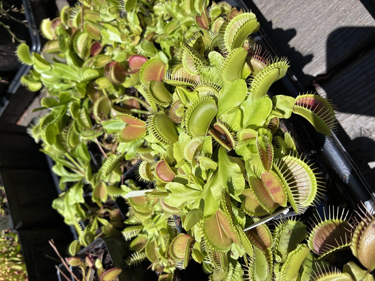 Close-up of the same tray of no-dormancy Venus flytraps