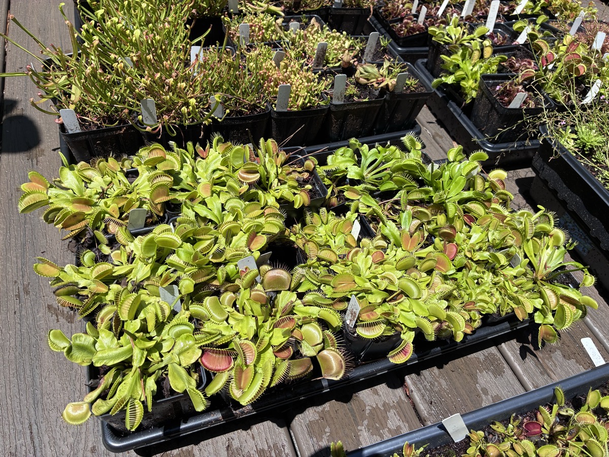 A tray of Venus flytraps, all divisions of the no-dormancy Target clone, August 8, 2026